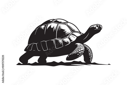 tortoise vector and silhouette