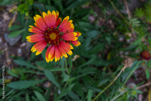 公園の花壇に咲くテンニンギク photo