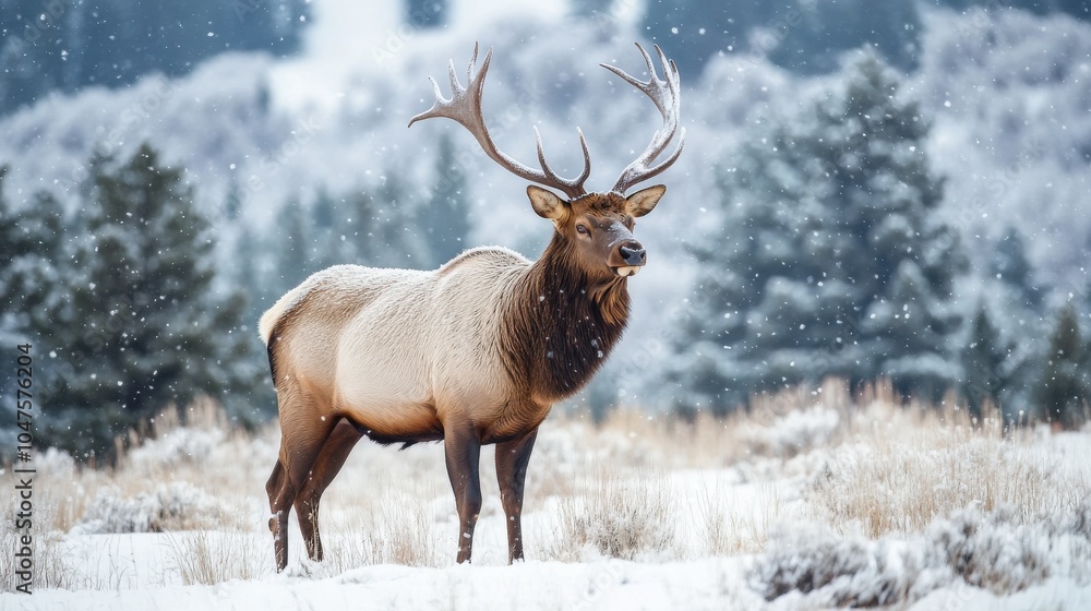 Elk In Winter. Majestic Cervid in Snowy Colorado Landscape Elk In Winter. Majestic Cervid in Snowy Colorado Landscape