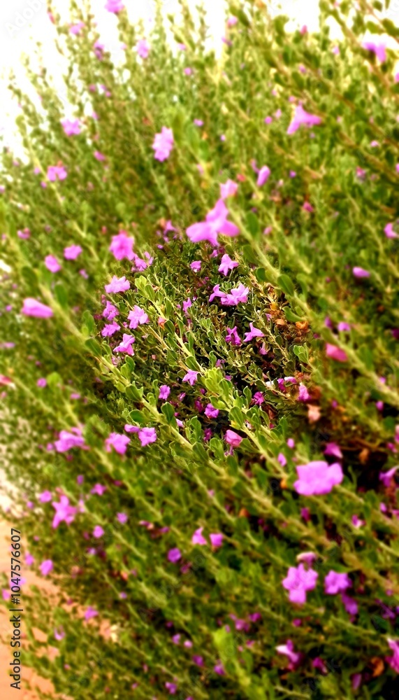 Fototapeta premium Flowering plants