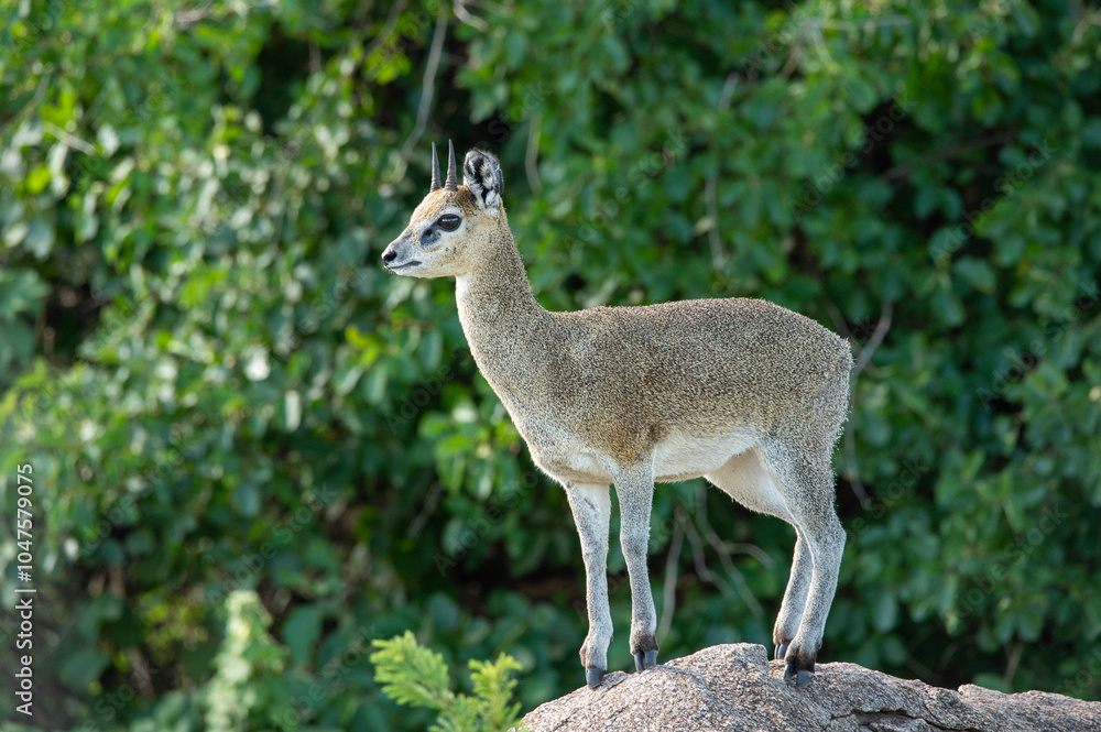 close-up of a dik dik smalle deer standing on a rock looking at me in the serengeti close-up of a dik dik smalle deer standing on a rock looking at me in the serengeti