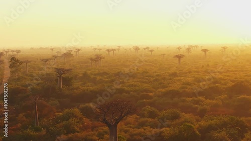 Blonde woman wearing a white dress is walking on a dirt road and raising her arms near the avenue of the baobabs in Madagascar at sunset