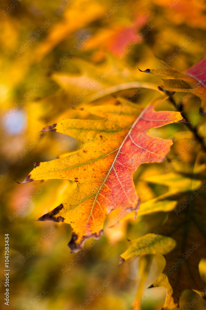 Obraz premium Changing the color of leaves is a sign of the season, autumn. 