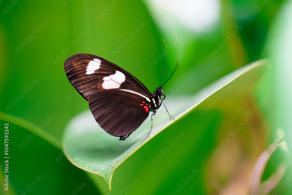A beautiful black butterfly with white spots gracefully rests on a lush green leaf. Its vibrant colors stand out against the natural backdrop, creating an enchanting scene in nature. A beautiful black butterfly with white spots gracefully rests on a lush green leaf. Its vibrant colors stand out against the natural backdrop, creating an enchanting scene in nature.