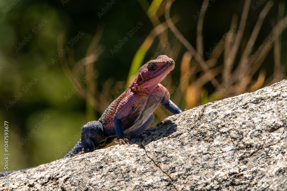 close-up of a agama lizard standing on a rock in the serengeti looking at me close-up of a agama lizard standing on a rock in the serengeti looking at me