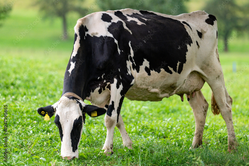 Cows on lawn. Cow grazing on meadow. Holstein cow. Eco cow farming. Cows in a mountain field. Cows on a summer pasture. Landscape with herd of cow grazing on field with fresh grass. Cows on lawn. Cow grazing on meadow. Holstein cow. Eco cow farming. Cows in a mountain field. Cows on a summer pasture. Landscape with herd of cow grazing on field with fresh grass.