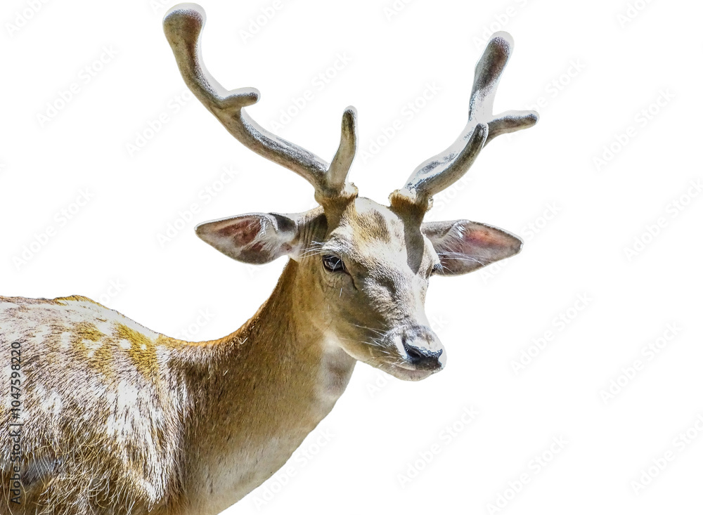 Obraz premium Fallow deer (Dama dama) isolated on white
