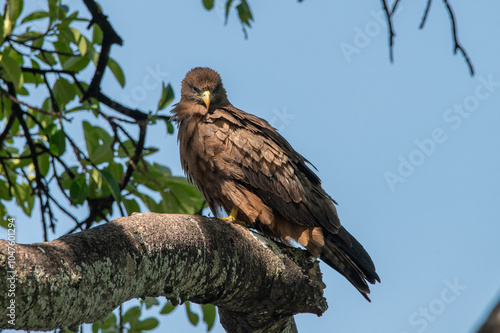 close-up of a black eagle sitting on a branche of a tree in the ngorongoro crater tanzania photo