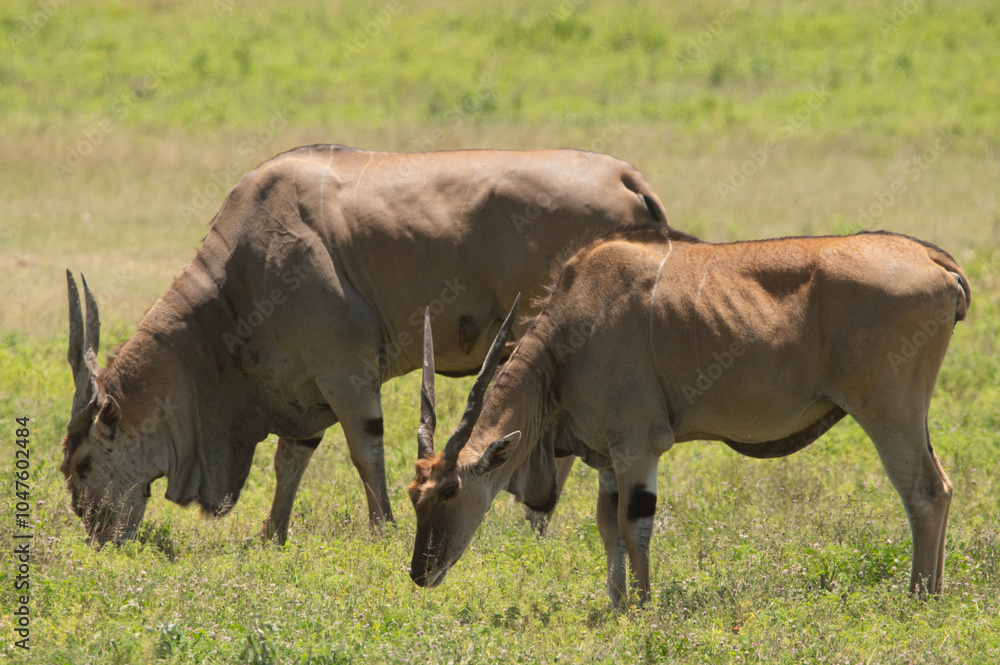 two oryx grazing in the grass in the ngorongoro crater in tanzania two oryx grazing in the grass in the ngorongoro crater in tanzania