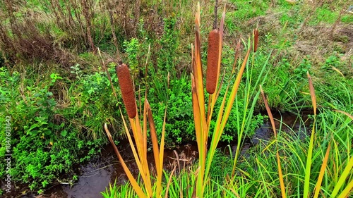 Exploring Wetland Vegetation With Cattails in a Lush Green Habitat