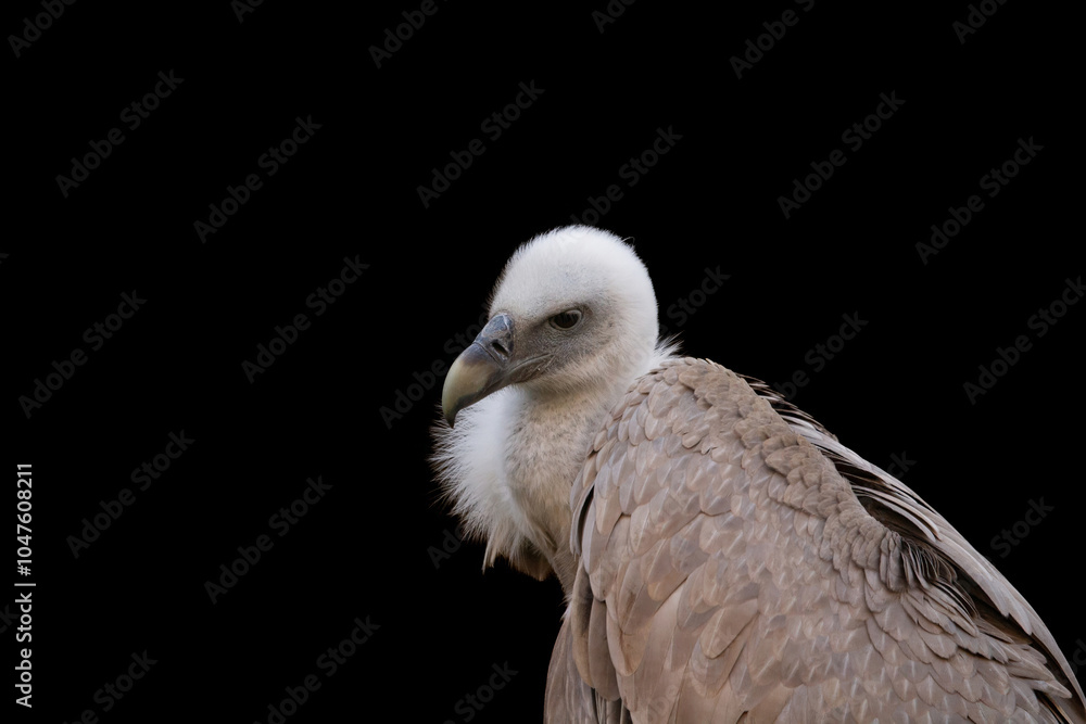 The Himalayan Griffon Vulture (Gyps himalayensis) The Himalayan Griffon Vulture (Gyps himalayensis)