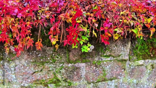 Vibrant Autumn Leaves Cascading Over a Moss-Covered Stone Wall in Nature
