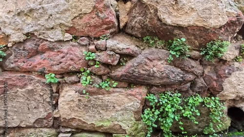 Discovering Nature's Touch on Ancient Stone Walls in a Serene Garden Setting