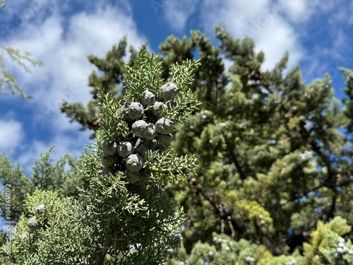 Blue Arizona Cypress cones selective focus. Cupressus arizonica Fastigiata. Leaves and branches of Arizona Cypress. Hesperocyparis arizonica, from the Cypress family Cupressaceae. Close-up. photo