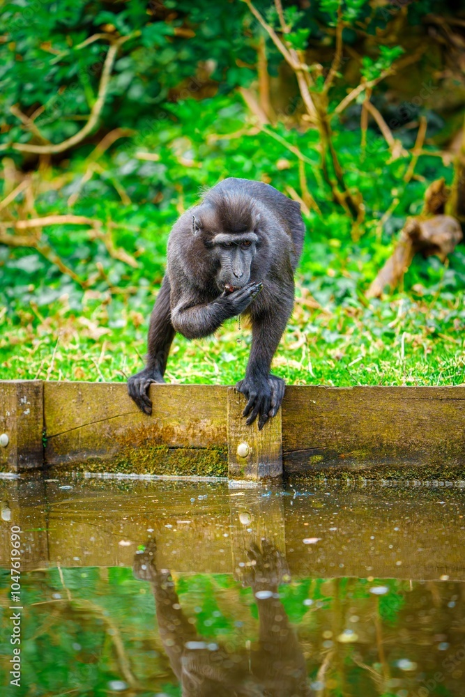 Obraz premium A gray monkey sits on a wooden dock, gazing thoughtfully at the still water. Its long tail hangs down, and it appears to be pondering something while surrounded by lush greenery.