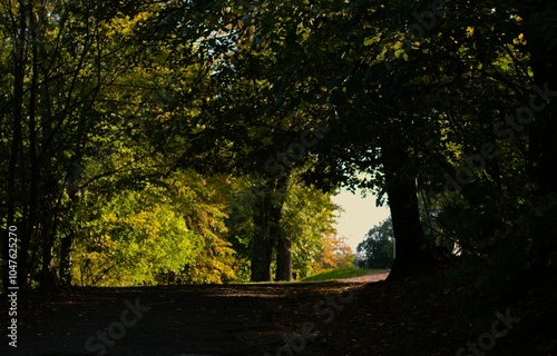 The image shows a peaceful, tree-lined path that winds through a forest. The dense canopy of green leaves casts deep shadows along the ground, while sunlight filters through in places