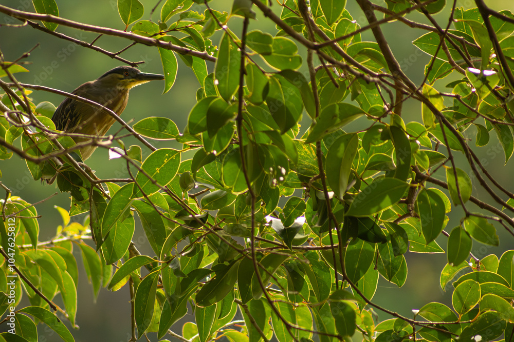 Fototapeta premium Ninho de socozinho ave pescadora encontrada nas floresta e lagos brasileiros. 