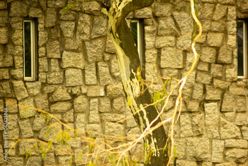 Parede de pedras brancas, galhos de planta e pequenas janelas em formato retangular.   photo