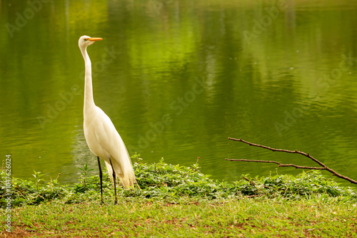 Garça-branca-grande andando nas margens de um lago.  photo