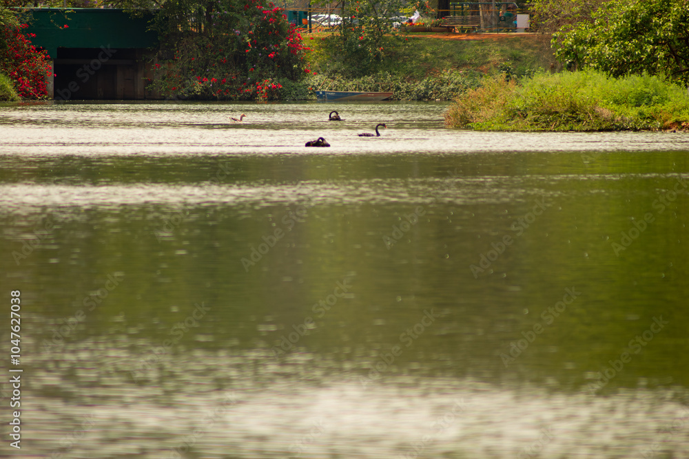 Cisne-negro nadando sobre as águas de um lago. Cisne-negro nadando sobre as águas de um lago.