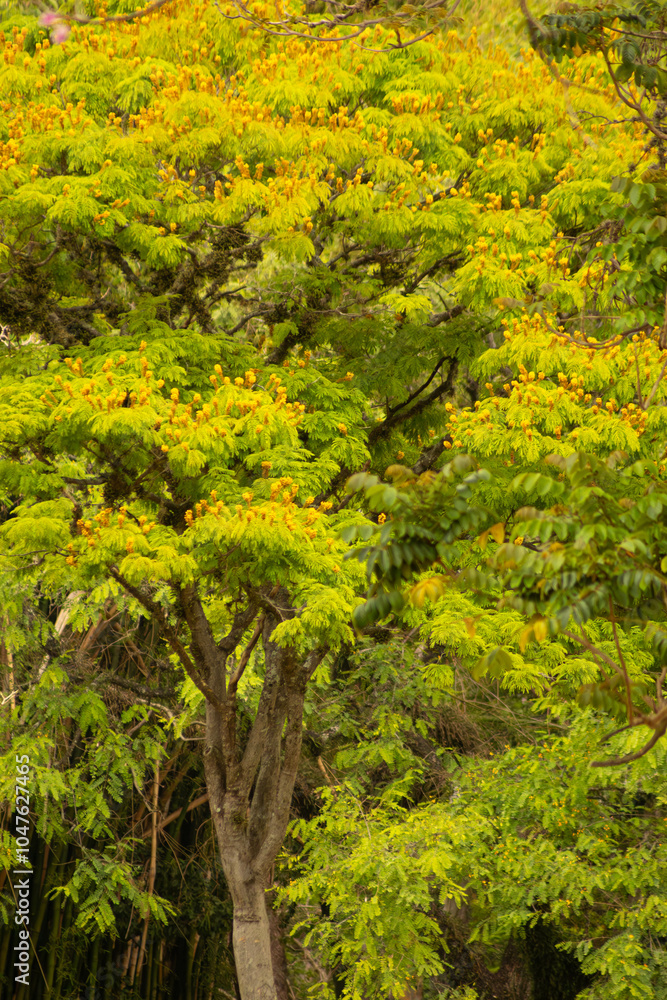 Fototapeta premium Árvore frondosa de folha verde e flor amarela. 