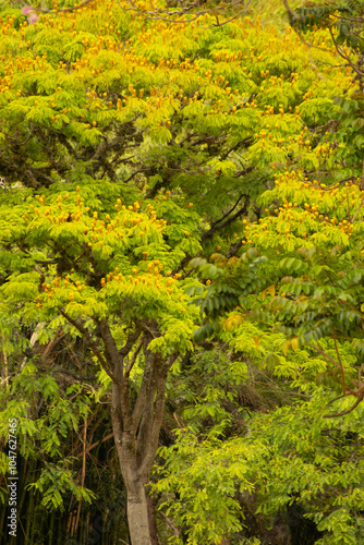 Árvore frondosa de folha verde e flor amarela.  photo