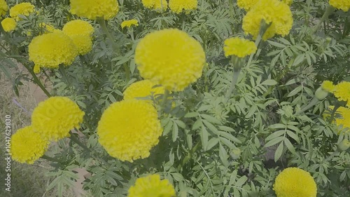 marigold flower garden, yellow Flowers in Hinduism of India, 