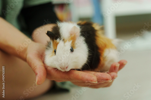 Lively guinea pig rests on a hand, its soft fur showcasing vibrant patches, a nurturing home