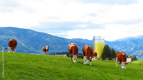 Viehweide in Rams, Niederösterreich photo