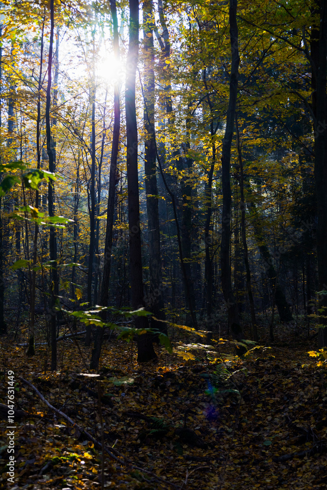 Obraz premium The bright sun is shining warmly through the tall trees in the forest