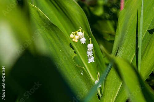 Lily of the valley in bloom photo