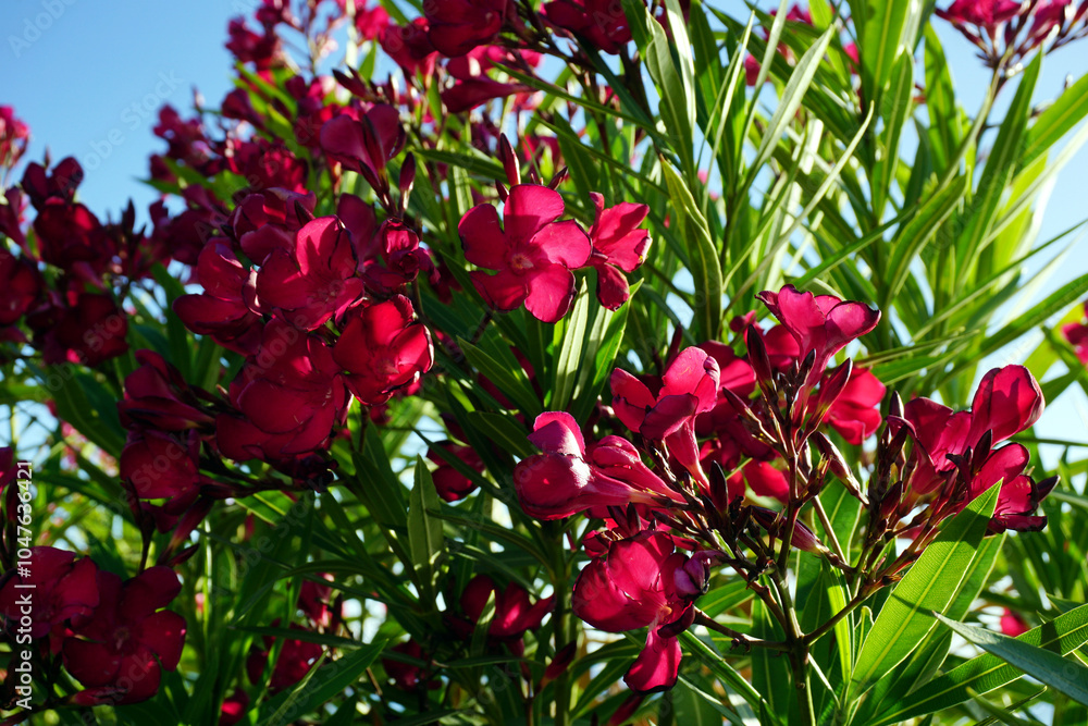 Dalmatian traditional decorative plant red Oleander Dalmatian traditional decorative plant red Oleander