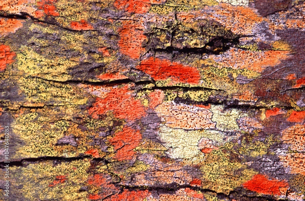 Wooden texture close view background Wooden texture close view background