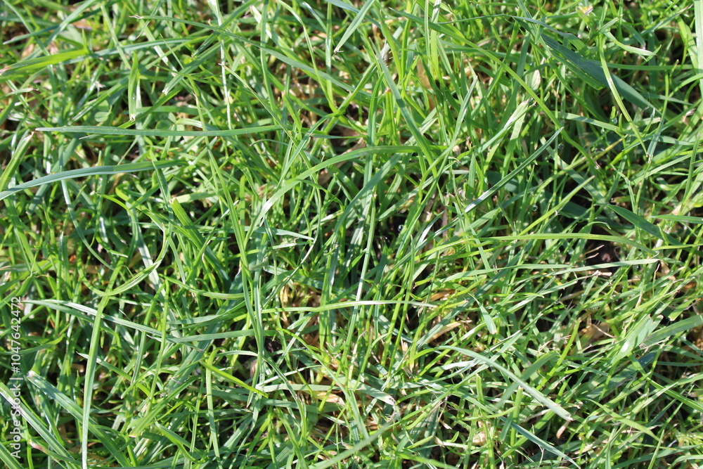 green grass with summer sunlight green grass with summer sunlight