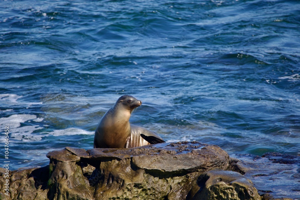 Obraz premium sea lion on the rocks along the shore