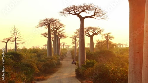Dusty road winds through a forest of majestic baobab trees bathed in the golden glow of sunrise, creating a breathtaking spectacle of nature's grandeur
