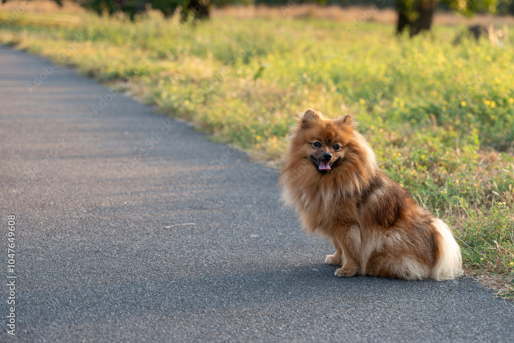 A small dog with a fluffy tail sits on the side of a road. The dog appears to be happy and content, as it is sitting with its tongue out. The scene is peaceful and calm A small dog with a fluffy tail sits on the side of a road. The dog appears to be happy and content, as it is sitting with its tongue out. The scene is peaceful and calm