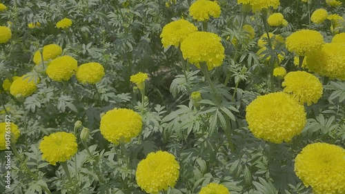 marigold flower garden, yellow Flowers in Hinduism of India, 