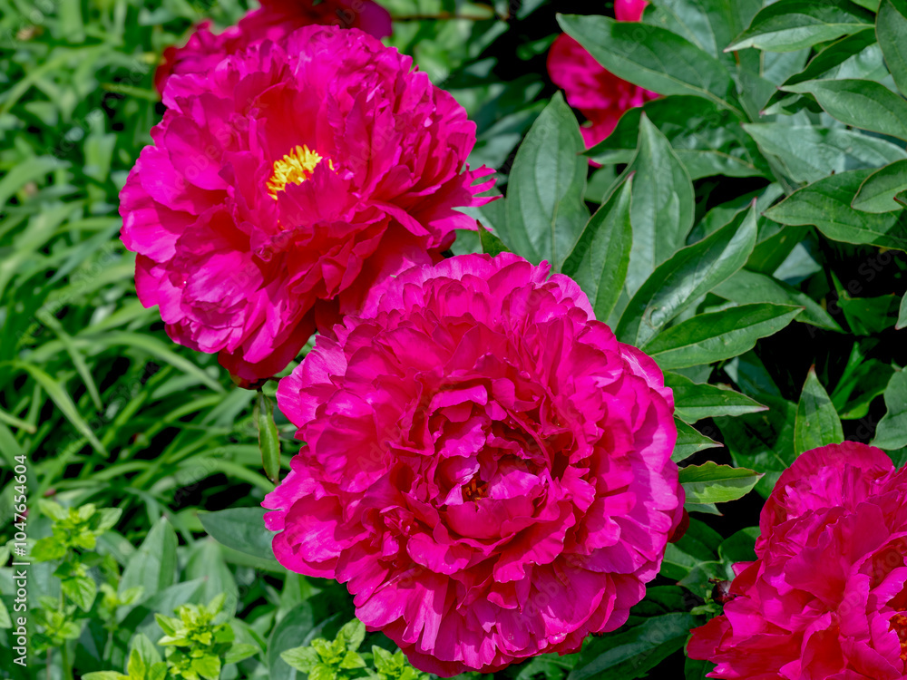 Closeup of dark pink peony Felix Crousse flowers in a garden Closeup of dark pink peony Felix Crousse flowers in a garden
