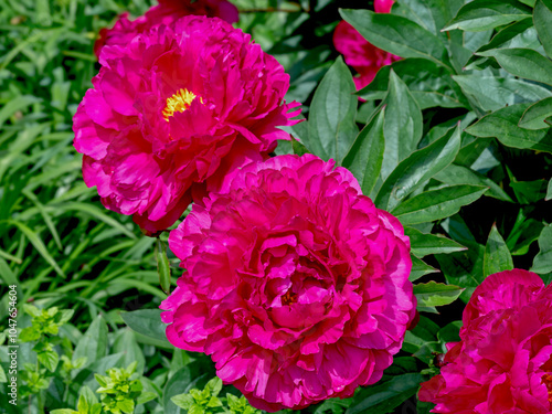 Tableau sur toile Closeup of dark pink peony Felix Crousse flowers in a garden