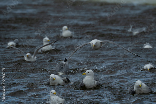 Black-legged kittiwakes Splashing in Arctic Svalbard photo