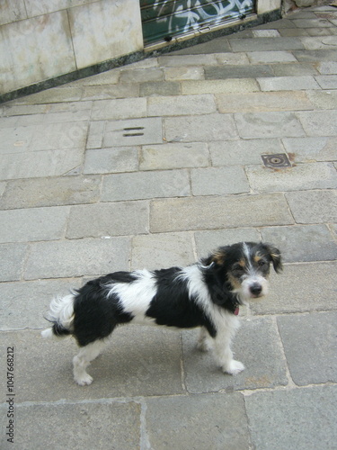 black and white terrier