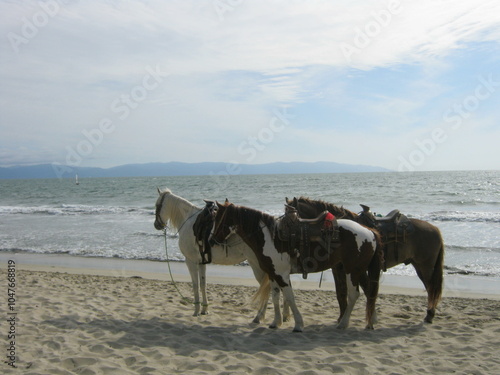 horses on the beach