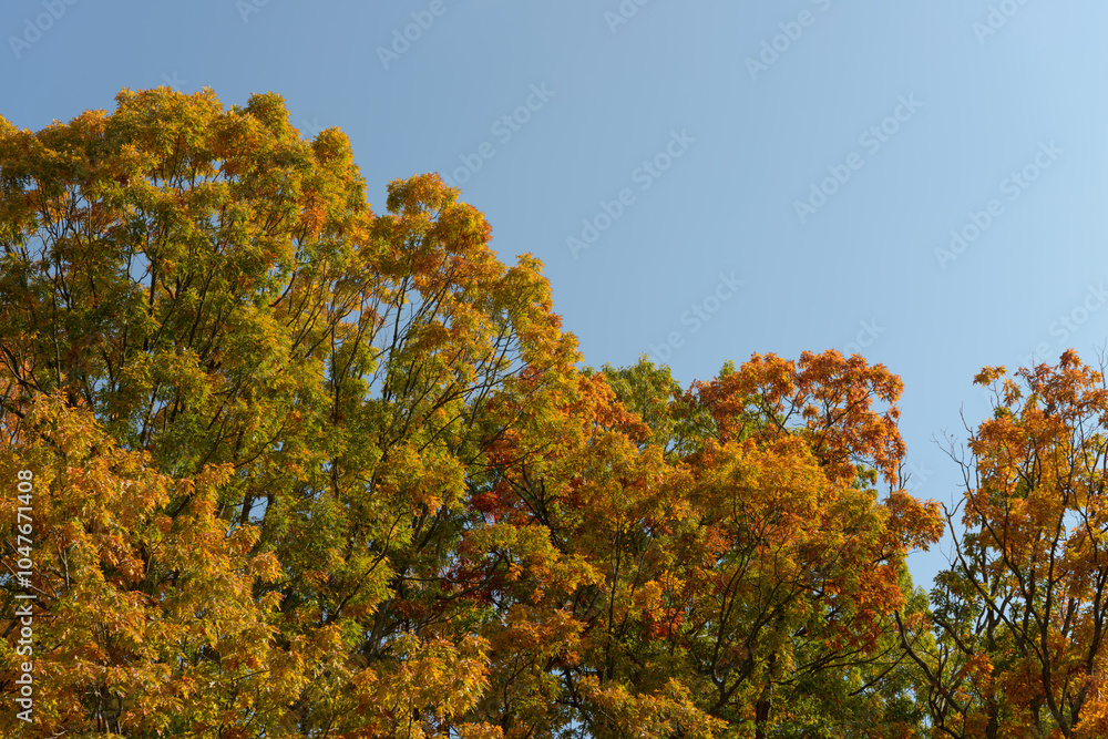 Fototapeta premium golden brown and green autumn tree tops and sky