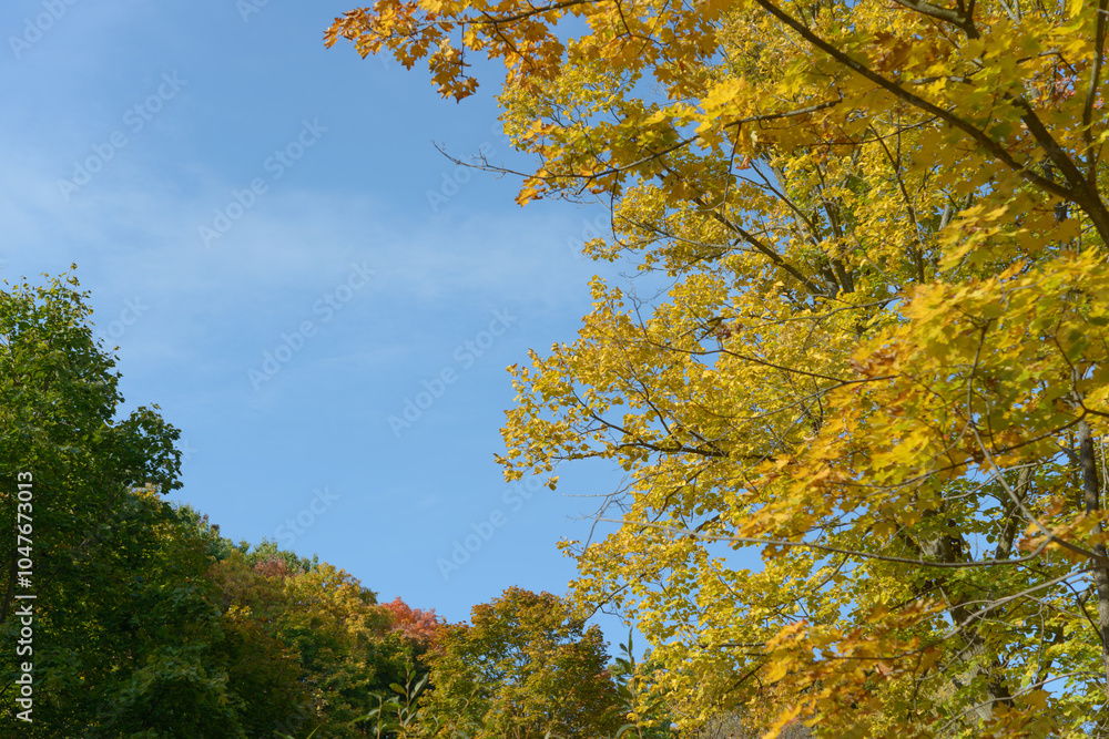 Naklejka premium blank space (blue sky) and autumn scene