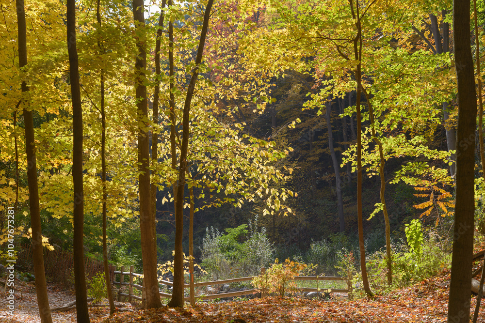 autumn trees in an urban ravine park autumn trees in an urban ravine park