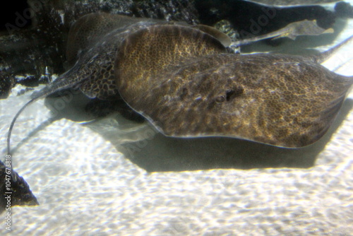 Large aquarium with a swimming stingray.	