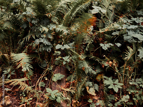 pine cones in a thicket of ferns