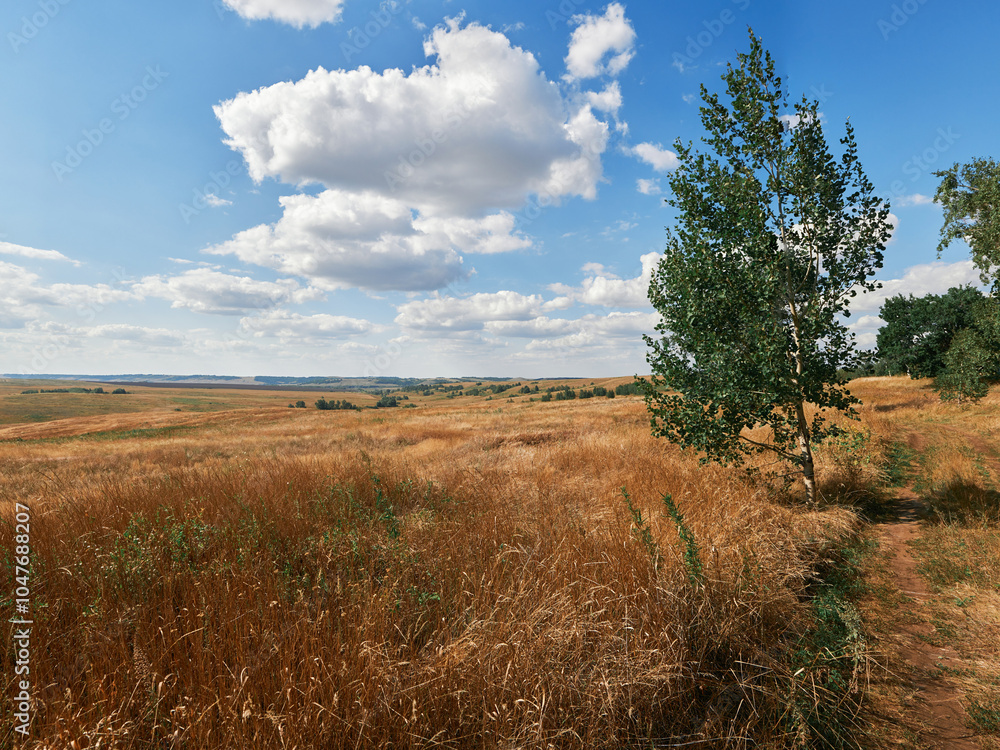 Fototapeta premium landscape with trees and clouds
