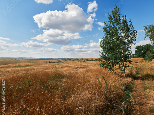 landscape with trees and clouds